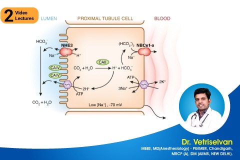Physiology of acid base balance